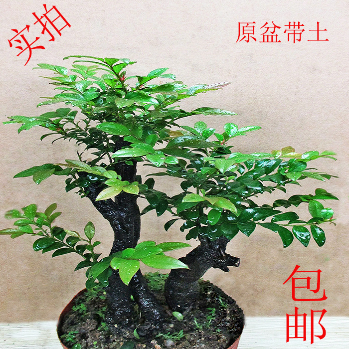 小叶紫檀盆景树桩 绿植多桩香檀室内花卉盆栽办公桌绿色观茎植物