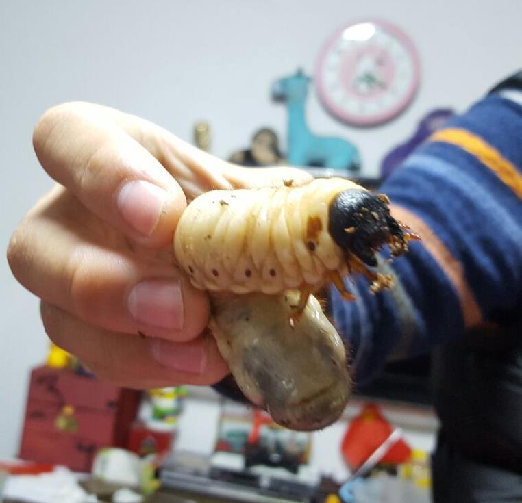 包邮宠物独角仙幼虫成虫活体宠物甲虫果冻产卵木发酵木屑蛹3l包活