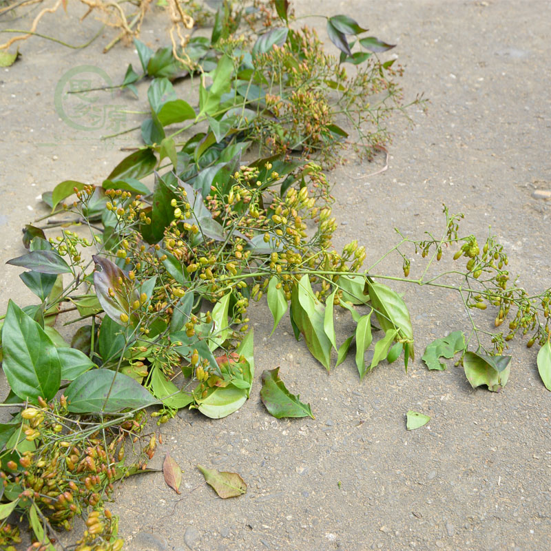 猪牛狗鸡专用新鲜断肠草 钩吻 胡蔓藤 大茶药野生中药材2500g包邮