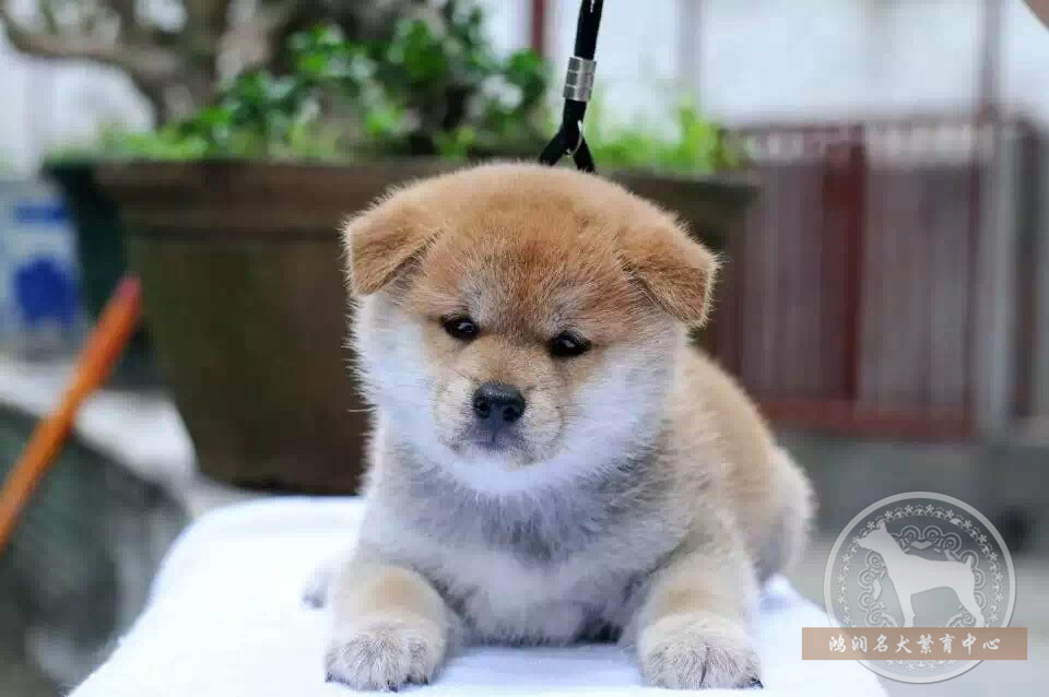 日本柴犬 纯种小型犬浅红色柴犬幼犬 活体宠物狗 双血统正品包邮