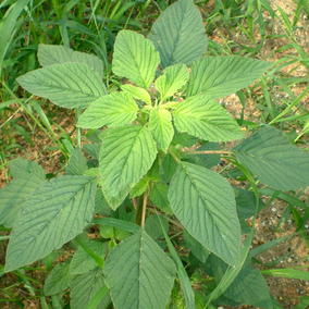 2017当季新鲜野苋菜 农家绿色青野苋菜野生银银菜 现卖现挖保新鲜