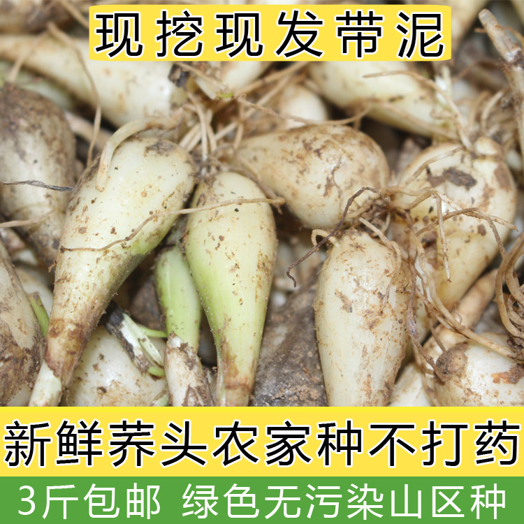 头荞头茭头教头蔬菜野蒜白泡菜腌制荞子江西