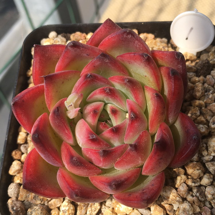 篝火进口多肉植物肉肉花卉盆栽室内绿植盆景一物一拍a