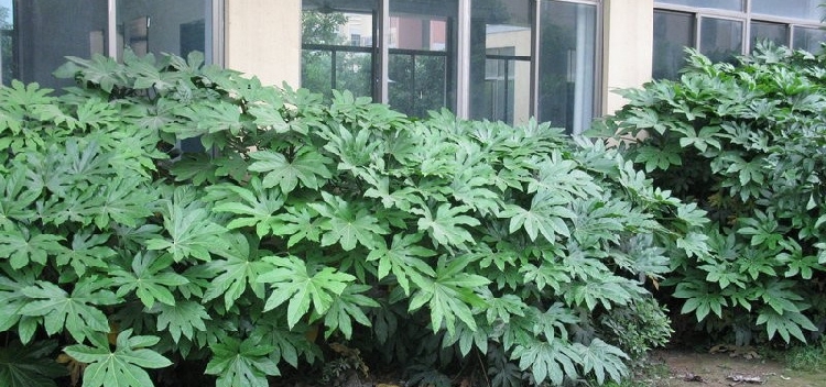 八角金盘树苗八角树盆栽耐阴好养净化空气吸甲醛植物耐寒庭院四季