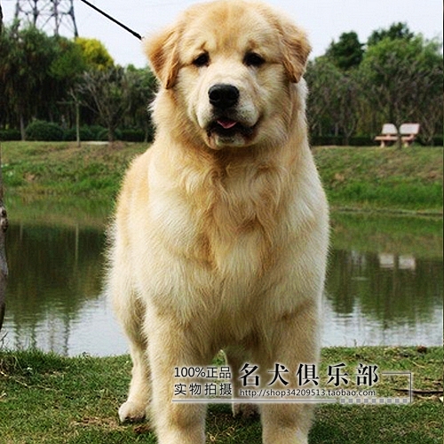 出售纯种健康金毛寻回犬 黄金猎犬 金毛犬 金毛幼犬 可上门选项购