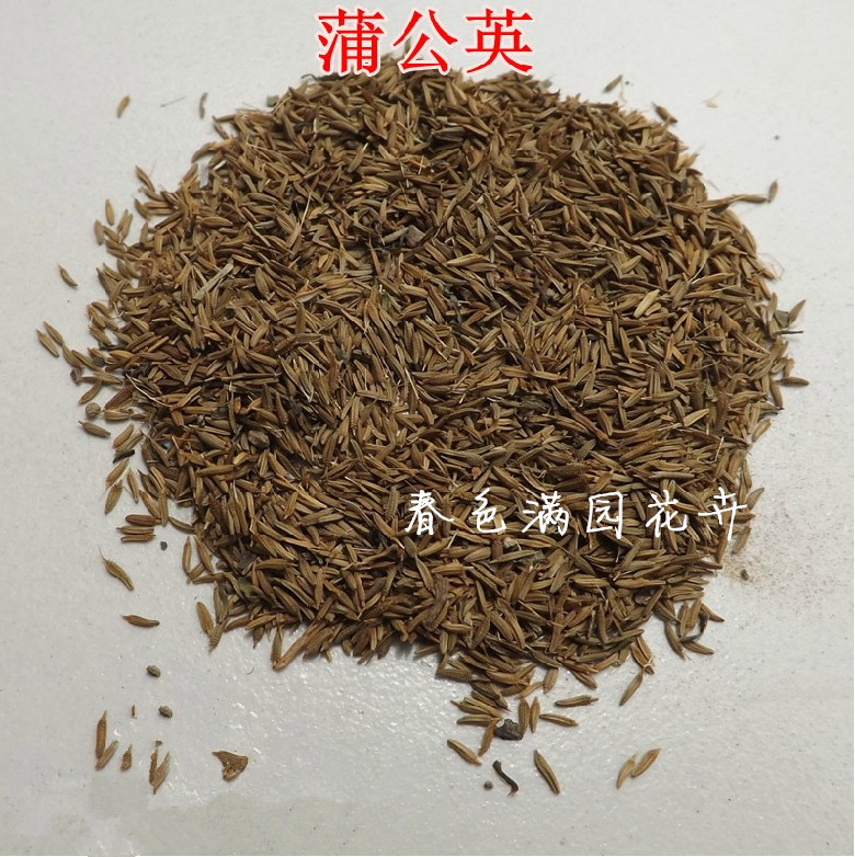婆婆丁 蒲公英种子 中草药花卉种子 园林绿化斤批发易种
