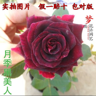 玫瑰 盆栽花卉 玫瑰花带花苞带花发货假一赔十 黑美人月季花苗玫瑰