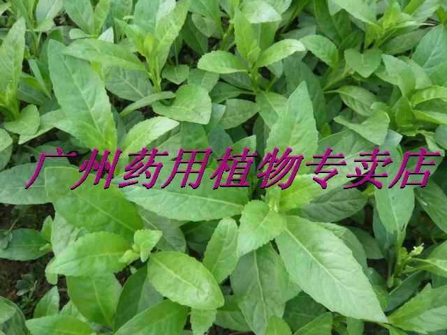 保证正宗 降糖降压降脂 蛇接骨草 鲜叶子/斤 保证新鲜
