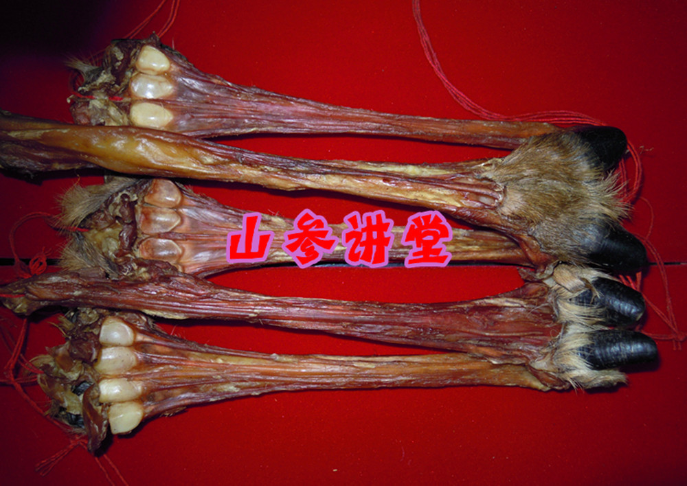 鹿筋 长白山鹿筋 干鹿筋 带踢鹿筋 东北特产特价正品