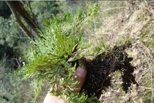 盆景 九死还魂草 盆景 卷柏 可药用 鲜品 难寻仙草