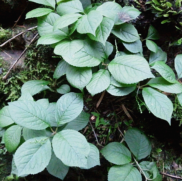 野生关门草 夜关门 铁扫帚 封草 野鸡草 小首蓿 纯根