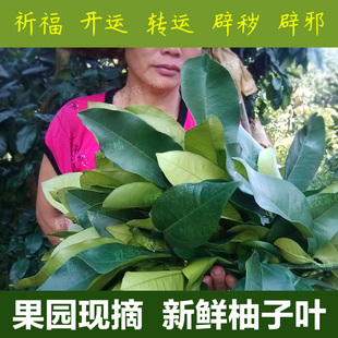 天天果园 现摘 /新鲜柚子叶(带枝) /祈福开运转运辟秽辟邪去污
