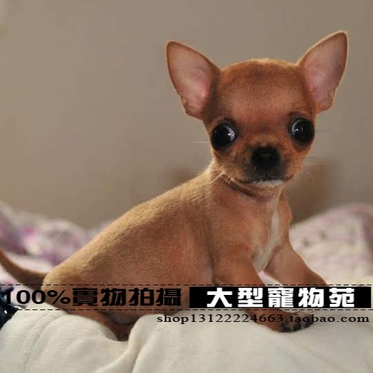热销狗狗 上海出售正宗短毛吉娃娃犬大眼睛苹