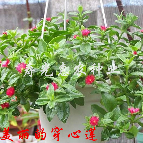 中草药种子 菜种子 花种子【穿心莲】种子 清热解毒 凉血消炎