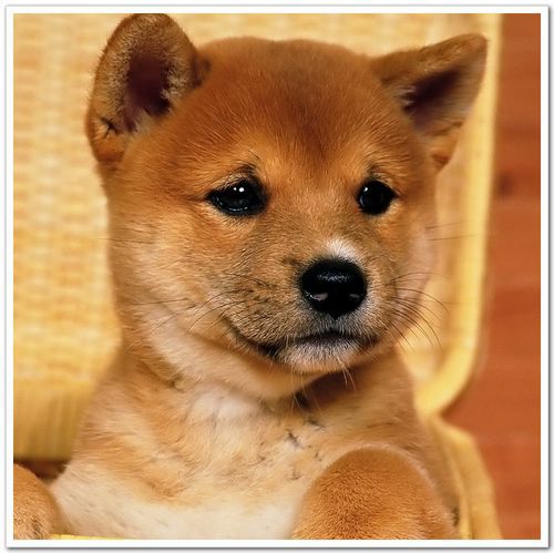 狗16纯种日本柴犬秋田幼犬宝宝支持支付宝实物视频包品质一年