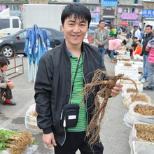 大森林派<新鲜野山参>13年80克以上鲜参长白山野生新鲜人参林下参