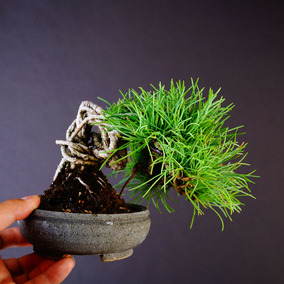 正品[盆栽松柏]盆栽松柏怎么养评测 岸阳松柏道