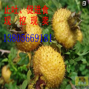 Ұˮ ʴӸ ӣ  Ӹ ٽʳ ֹ