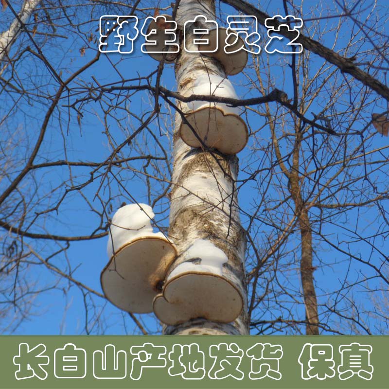 长白山野生白灵芝 白边 桦剥孔菌 桦滴孔 白玉灵芝 产地250g