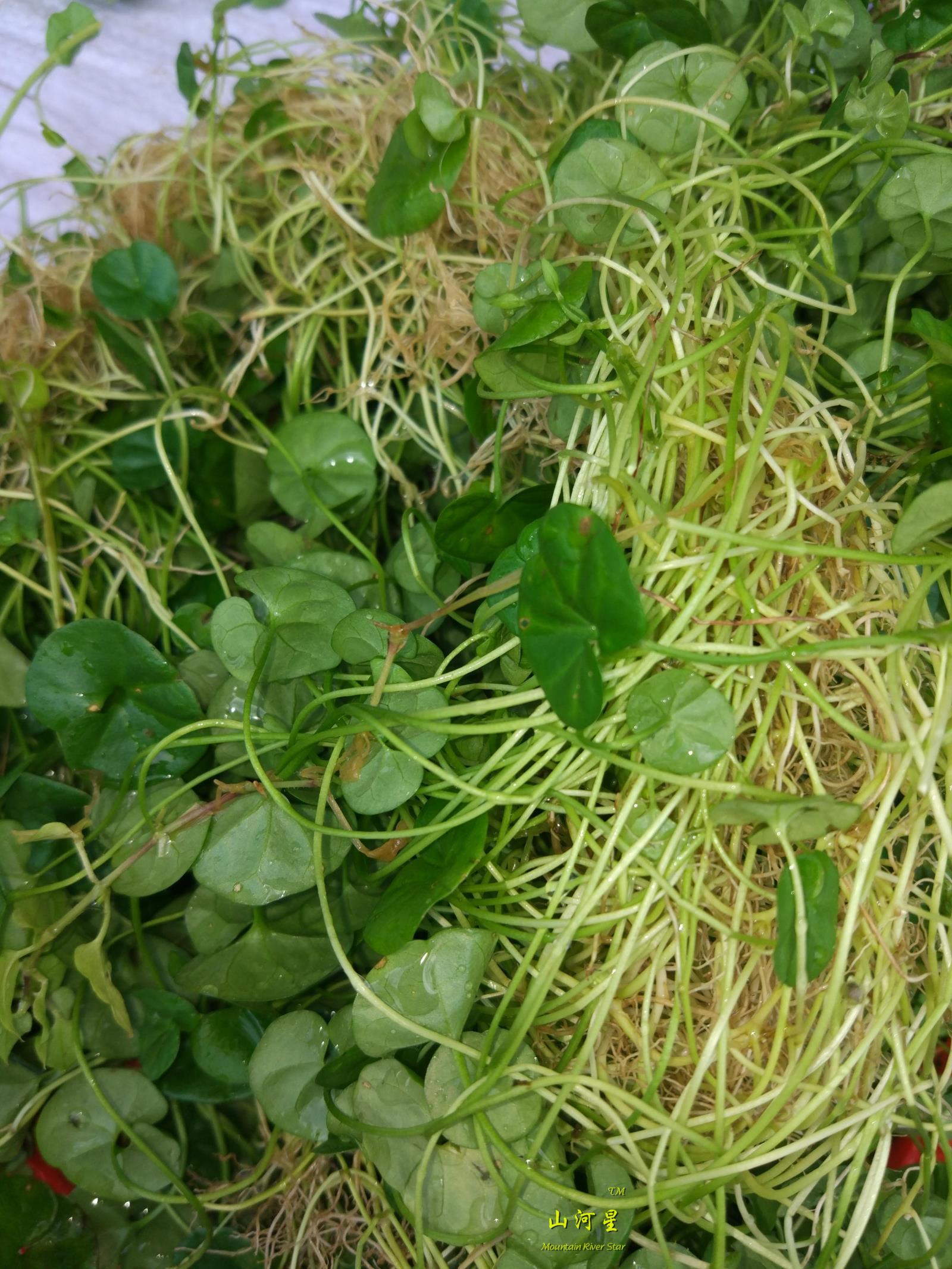 铜钱草种苗子新鲜野生中草药根茎水草水培马蹄金盆栽金钱草蛇泡带