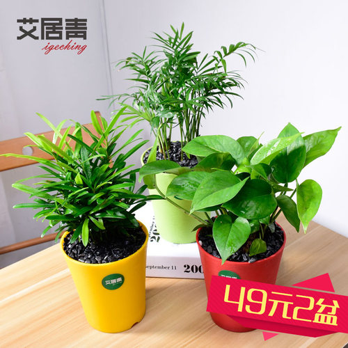 【品牌盆景植物】由艾居青旗舰店销售的盆景植