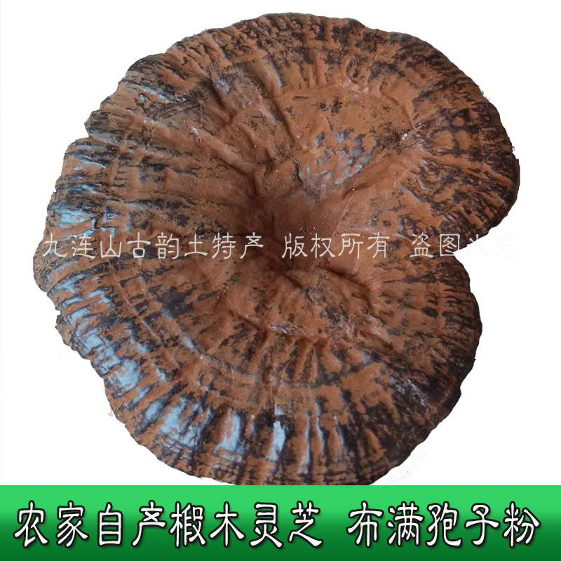 半野生灵芝农家自产椴木紫灵芝布满孢子粉灵芝片一斤特大可切片
