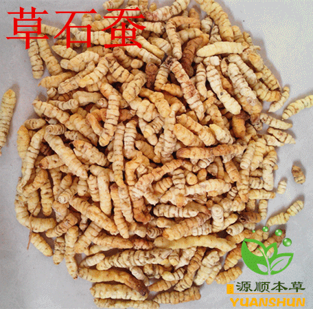 野生无硫土冬虫草参 白虫草参 地蚕 草石蚕 泽兰根 500克 批发