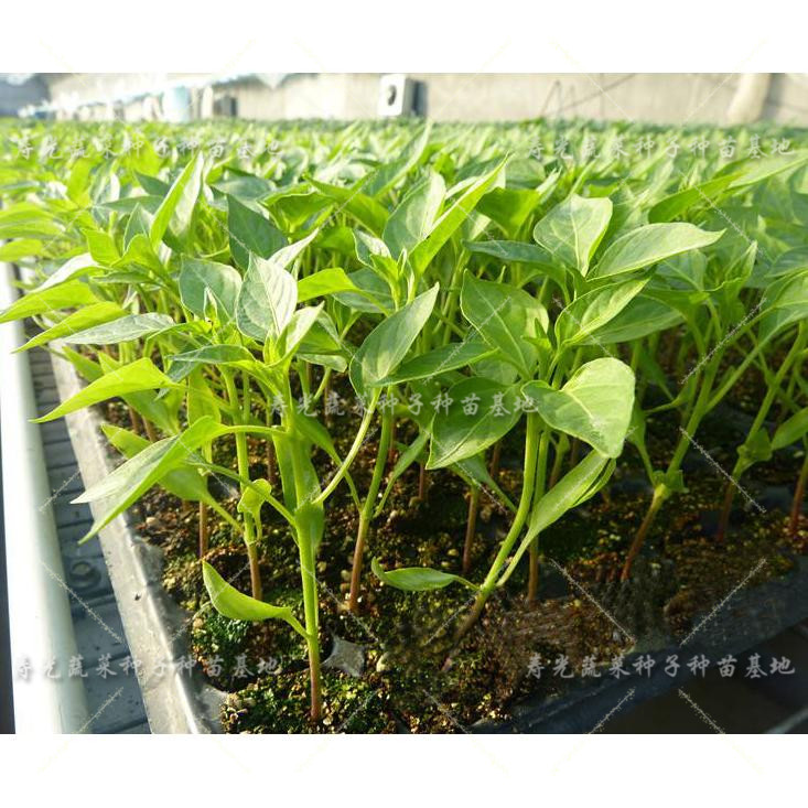 寿光辣椒苗子大辣椒尖椒羊角椒杭椒红黄彩椒甜椒青椒蔬菜种苗