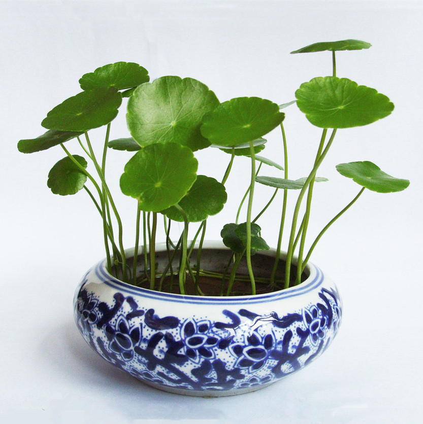 水培植物 铜钱草/开运草/金钱草 室内迷你绿植 除雾霾 净化空气