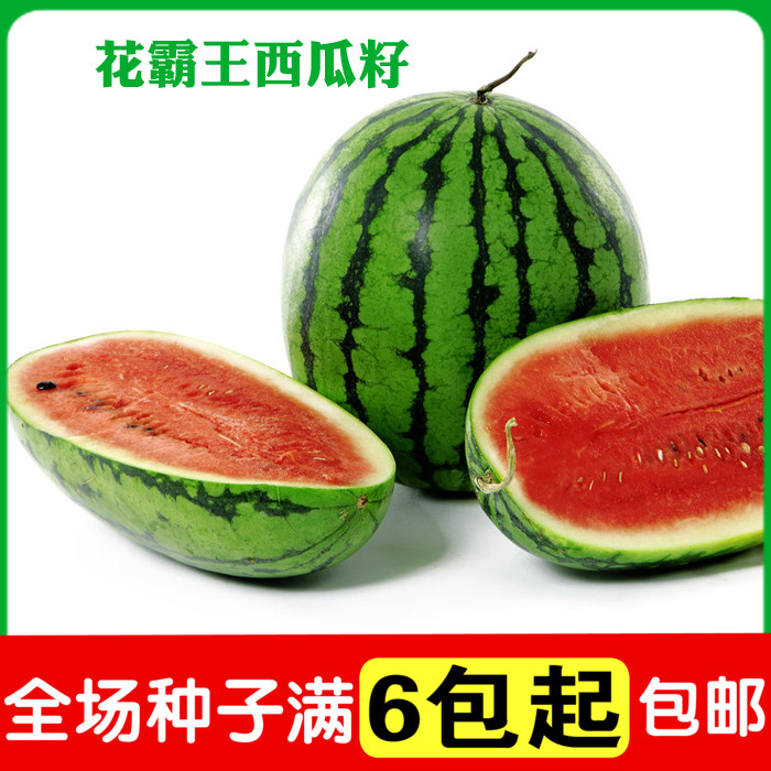 花霸王西瓜籽 果肉鲜红 水果籽 阳台盆栽蔬菜种子