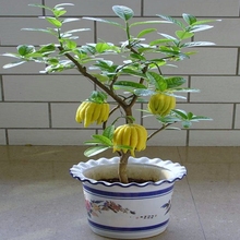 佛手苗 花卉盆景盆栽植物 佛手橘带大果发室内观果植物 金华佛手