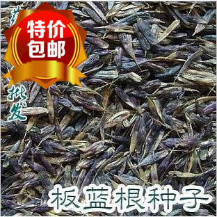 10包邮植物种子 中药材种子板蓝根种子 大青叶种子10克千粒