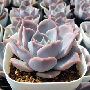 肉肉盆栽植物 雪莲与丽娜杂交品种 露西娜多肉植物 品相唯美