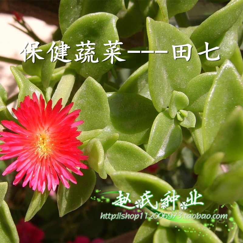 菜用田七种子 四季 蔬菜种子 蔬菜沙拉 补血 佳品 盆栽种子 野菜