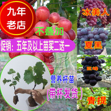 葡萄苗树苗盆栽巨峰玫瑰香红提子冰美人南方北方种植品种地栽庭院