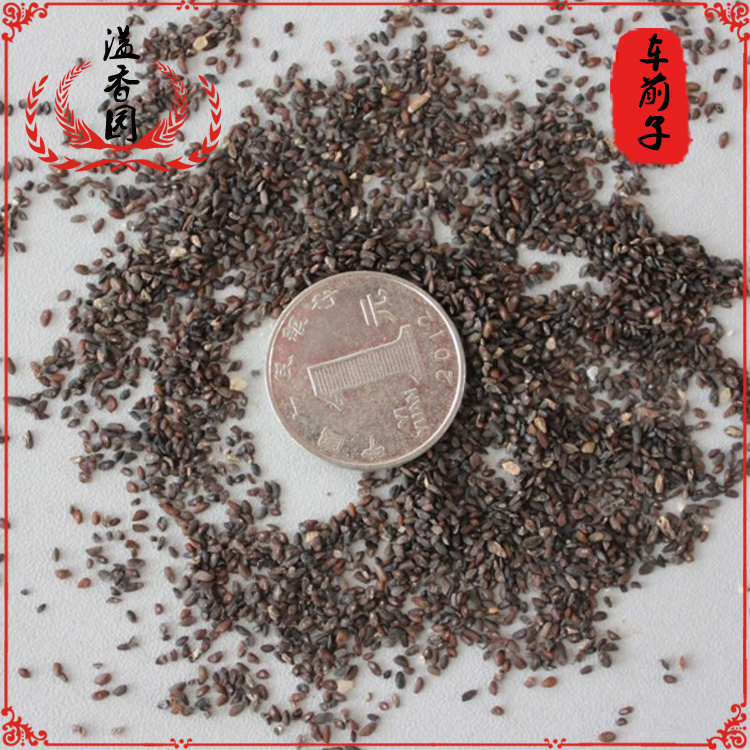 正品车前子500g特级精选车前子中草药材500g正宗纯天然车前草野生