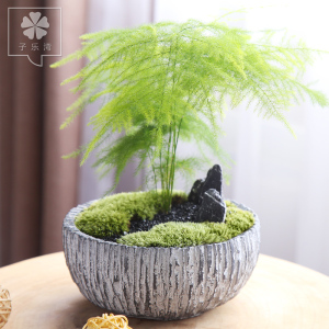 文竹桌面小盆栽