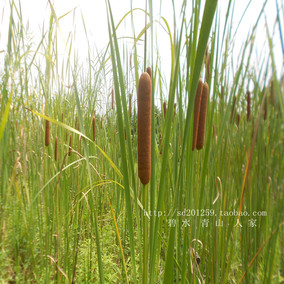 正品[香蒲绒]香蒲绒枕头评测 香蒲绒枕芯图片_惠惠购物