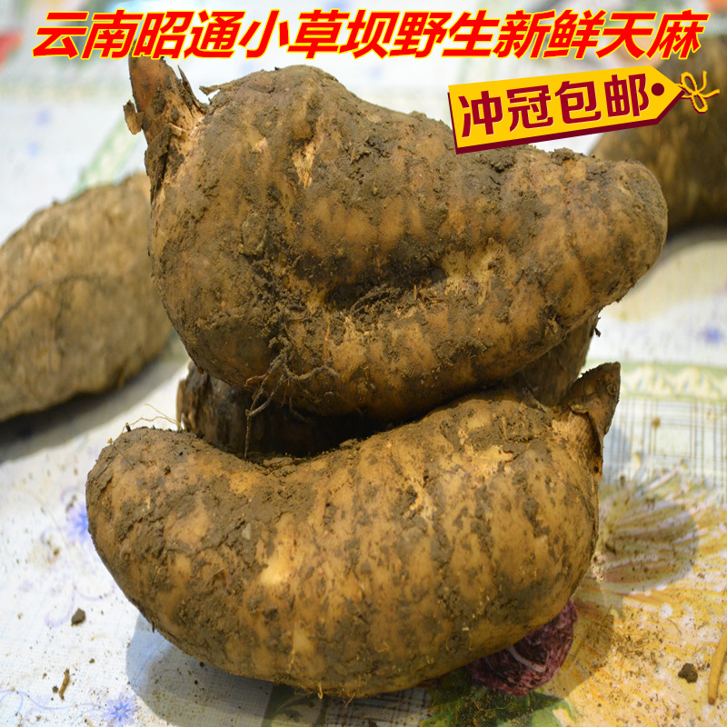 天麻 正宗云南特产昭通小草坝特级野生新鲜天麻正品特价1斤包邮