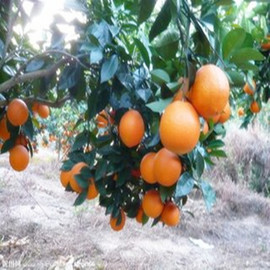 [现在买psp3000]评价 psp3000现在值得买怎么