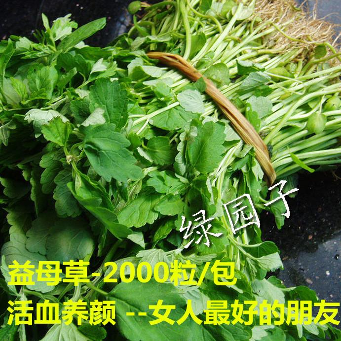 益母草种子 月子菜 痛经圣药 活血化瘀利尿消肿 菜籽满18元包邮