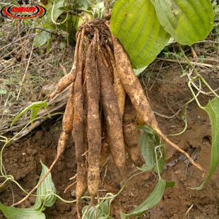 云南版纳特产 百部 瑶家新鲜中药材 嗽药 百条根 山百根 药虱药