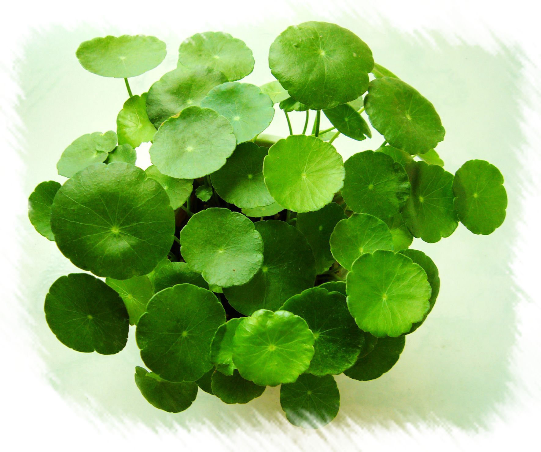 肉肉都市水培植物 水培花卉易养的铜钱草/钱钱草/小荷叶/金钱草