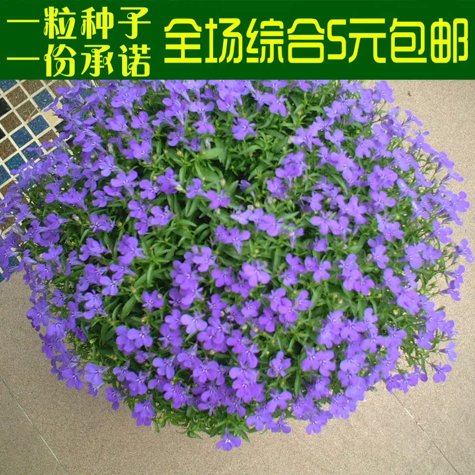 满10元包邮 六倍利种子 垂吊半边莲 翠蝶花蓝色 阳台吊兰花种子籽