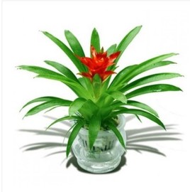 推荐最新红运当头盆栽 盆栽鸿运当头怎么养信