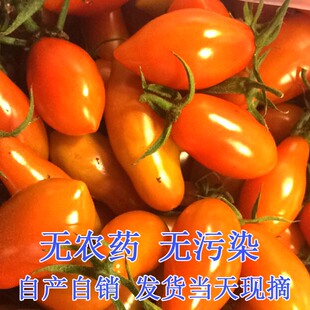 99ݮС ݮ 409С ʥŮ̬ˮ