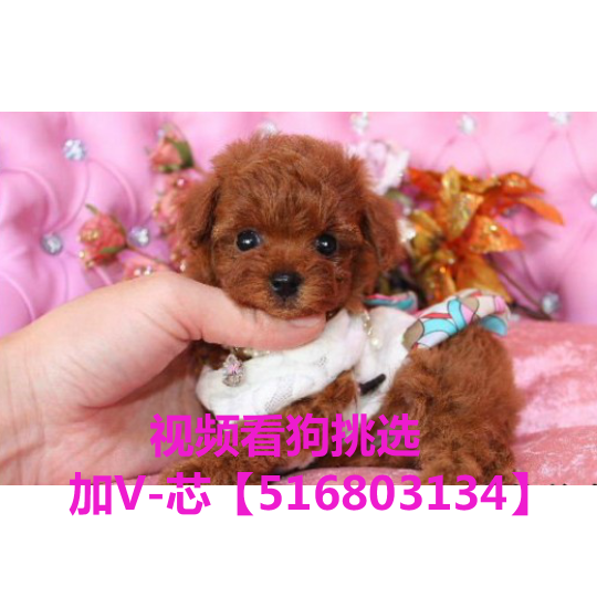 正品[泰迪熊剪毛教程]泰迪熊剪毛评测 手工串珠