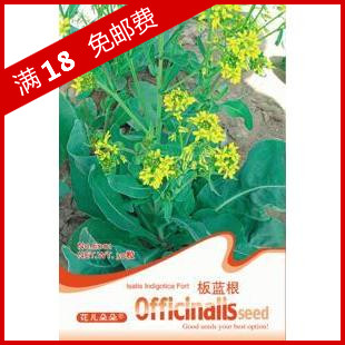 中药种子-板蓝根种子-清热解毒消炎-原包装30粒-