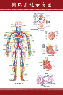 人体解剖海报 血液循环示意图 肌肉骨骼神经血管分布挂图展板