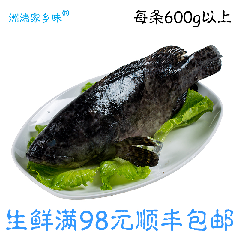 洲渚家乡味 鲜活野生海鲜南海大石斑鱼青斑老虎斑龙胆斑600g/1条